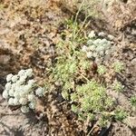 Ammi majus Hábito