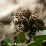 Medicago coronata Fruto