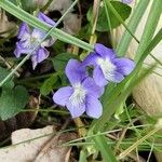 Viola canina Kwiat