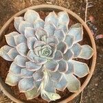 Dudleya pulverulenta Leaf