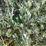 Artemisia campestris Hoja