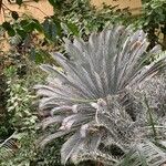 Encephalartos lehmannii Hábito