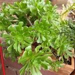 Aeonium arboreum ഇല