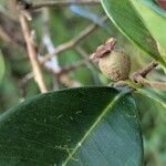 Psidium cattleyanum Fruto