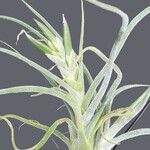 Tillandsia pruinosa Habit