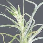 Tillandsia pruinosa عادت داشتن