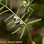 Vicia loiseleurii Other