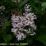 Syringa emodi Flower