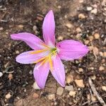 Zephyranthes fosteri Floro