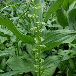 Platanthera sparsiflora Habit