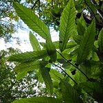 Castanea sativa Likasa