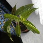 Cryptostegia grandiflora Leaf