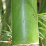 Bambusa vulgaris Кора