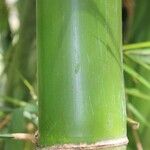 Bambusa vulgaris Bark