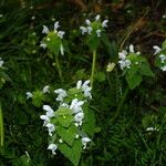 Lamium moschatum Habit
