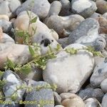 Atriplex glabriuscula Máis