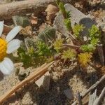 Anthemis secundiramea Folha