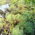 Artemisia chamaemelifolia Leaf