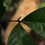 Tetraberlinia bifoliolata Blatt