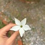 Nicotiana longiflora Flower