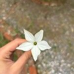 Nicotiana longiflora Blüte