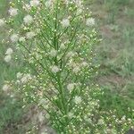 Erigeron canadensis Kvet