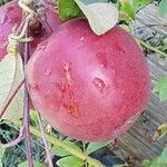 Malus hupehensis Fruit