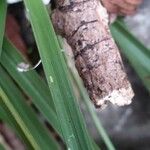 Carex baldensis Leaf