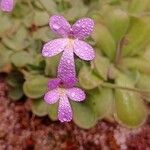 Pinguicula ehlersiae Кветка