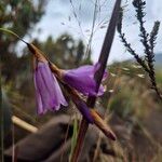 Dierama cupuliflorum Flower