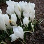 Crocus vernus عادت داشتن