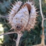 Datura stramonium Fruit