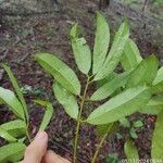 Garcinia gardneriana Leaf