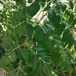 Ailanthus altissima Листок