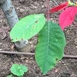 Euphorbia pulcherrima Leaf