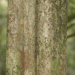 Isertia spiciformis Bark