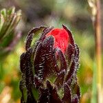 Castilleja paramensis Flower