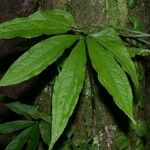 Anthurium pentaphyllum Levél