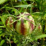 Nigella damascena Ffrwyth