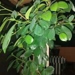 Ficus elastica Blad