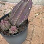 Echinocereus subinermis पत्ता