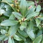 Myoporum laetum Hostoa