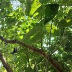 Solanum erianthum Leaf