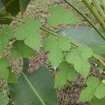 Passiflora foetida Other