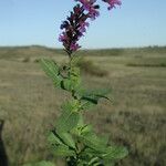 Salvia virgata Autre