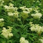 Filipendula ulmaria花