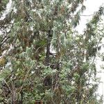 Juniperus recurva Habit