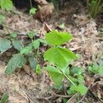 Achlys triphylla Leaf