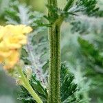 Achillea tomentosa Bark