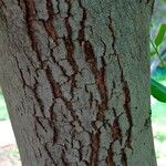 Euclea crispa বাকল